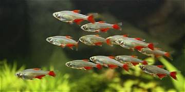 Blood fin tetra