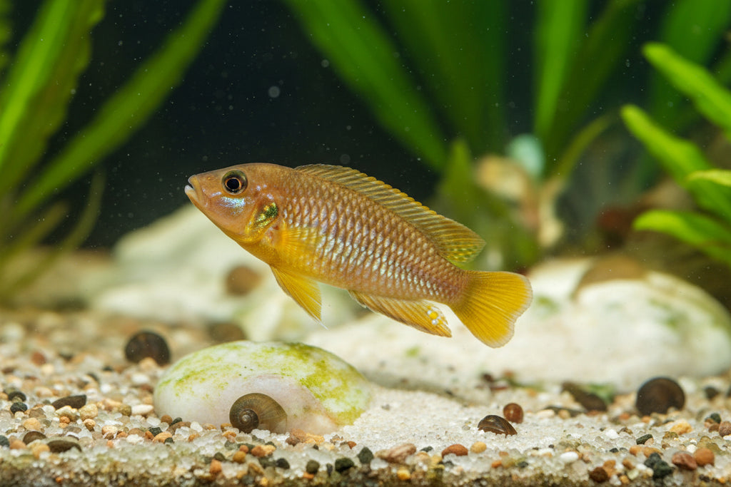 Oscillatus Gold care
