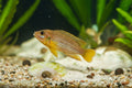 Oscillatus Gold care