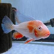 Albino Heckelii