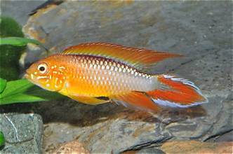 Phoenix Flame Apistogramma