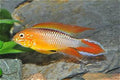 Phoenix Flame Apistogramma
