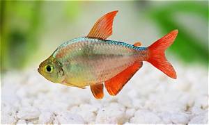 Colombian Tetra