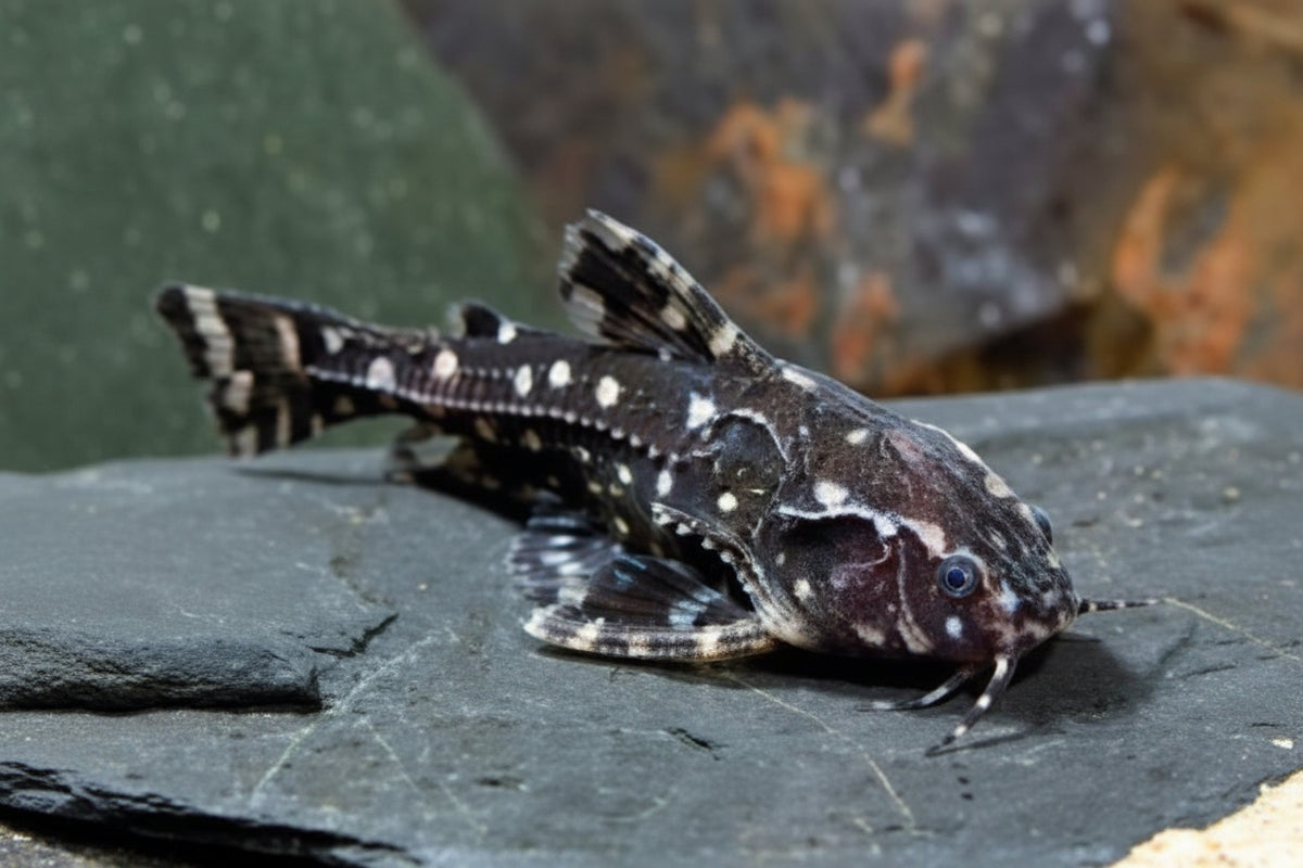 White Spotted Talking Catfish