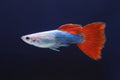 Neon Red guppies pair
