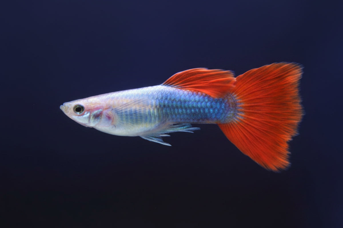 Neon Red guppies pair