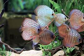 Mix Color Discus