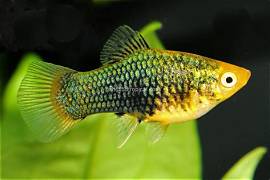 Green Platy
