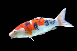 Koi Carp