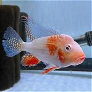 Super red heckelii
