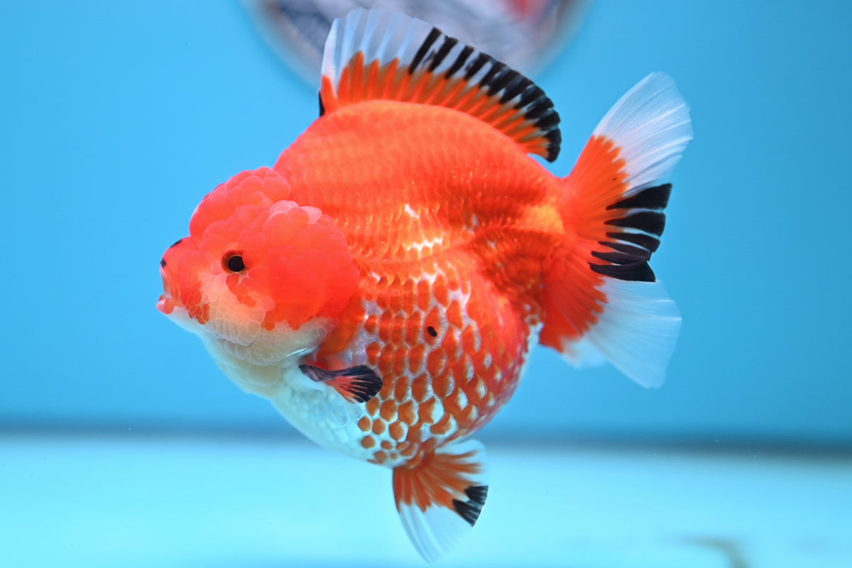 Oranda Jumbo Red White