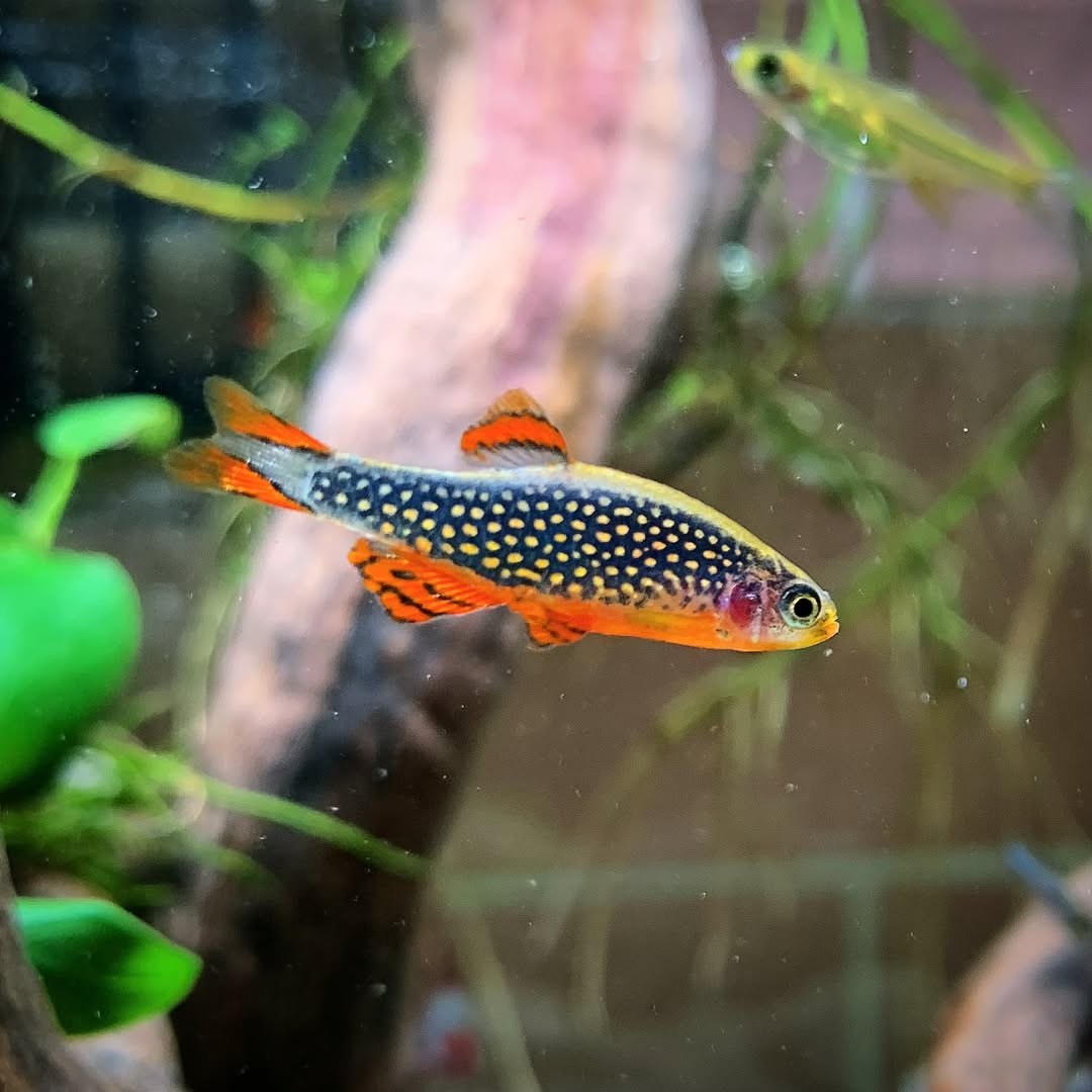 Galaxy Rasbora Danio