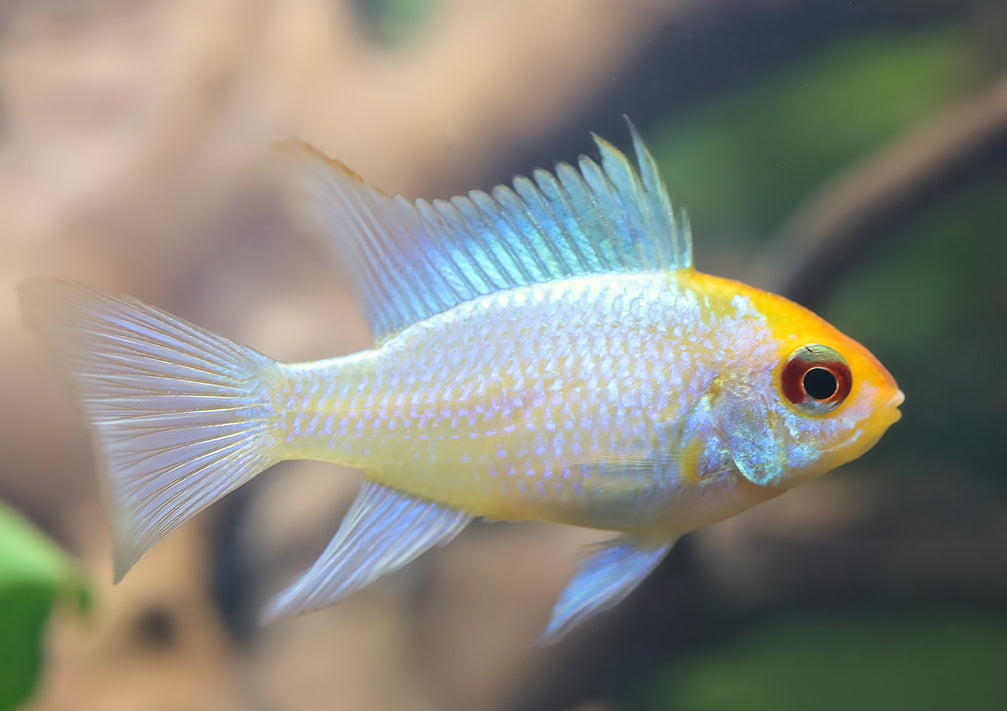 Powder Blue Ram Pairs (80% confirm sex identity)