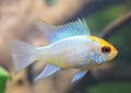 Powder Blue Ram Pairs (80% confirm sex identity)