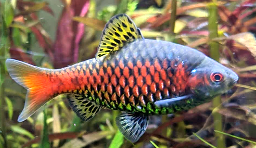 Odissa barb