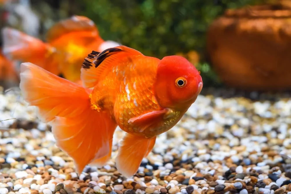 Oranda Gold