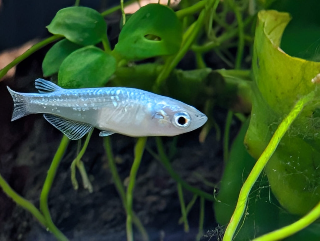 Platinum White Rice Fish