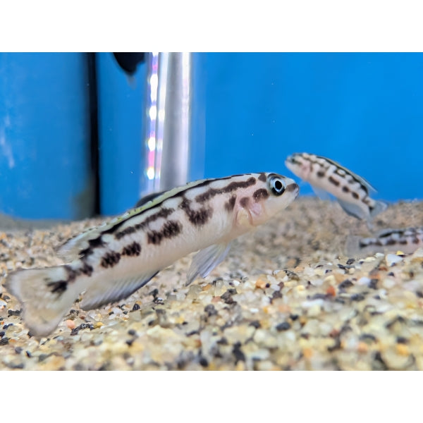 Masked Julie (Per Fish, 2 Inch)