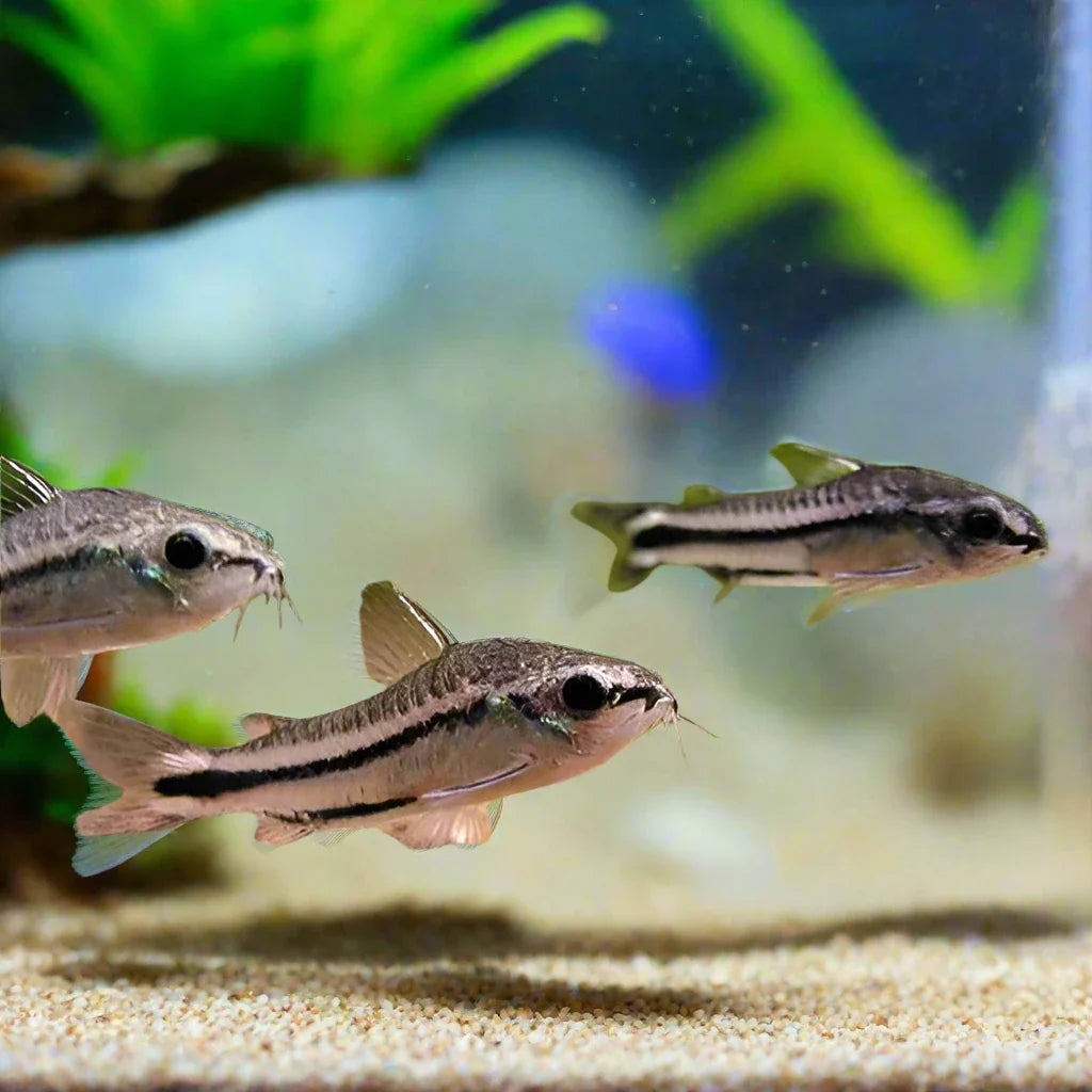 Pygmy Cory