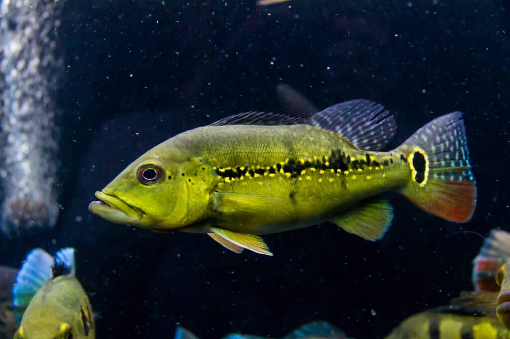 Peacock bass