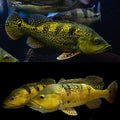 Kelberi Bass Female