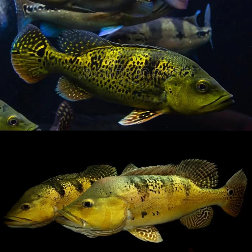 Kelberi Bass Female