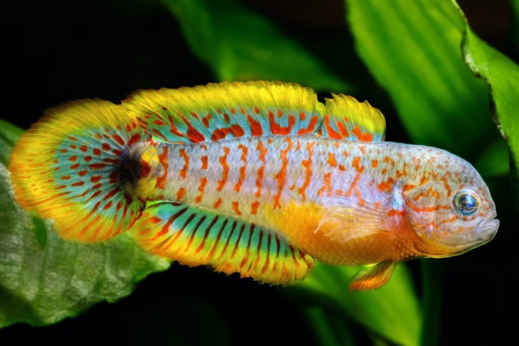 Peacock Gudgeon Pair (1.5 Inch)