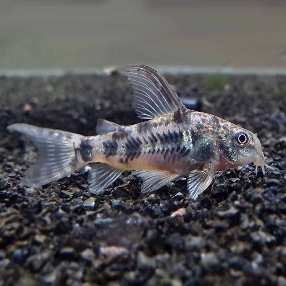 Pepper cory Catfish