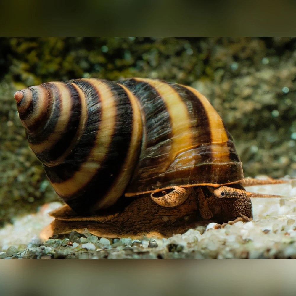 Nuby Piano Snail