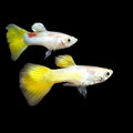 Wide tail Micariff yellow High Dorsal guppy pair