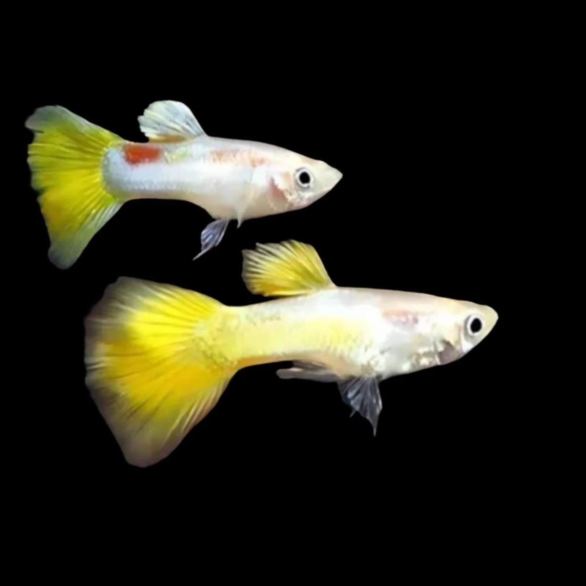 Wide tail Micariff yellow High Dorsal guppy pair