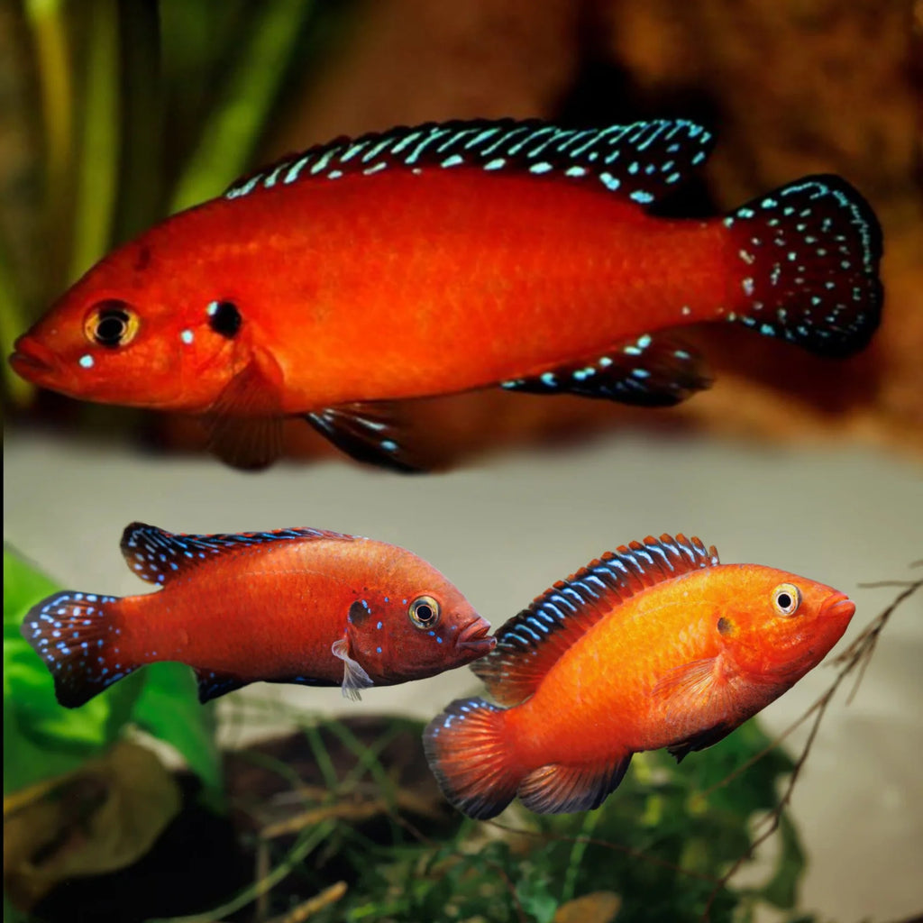 Turkana Jewel Cichlid