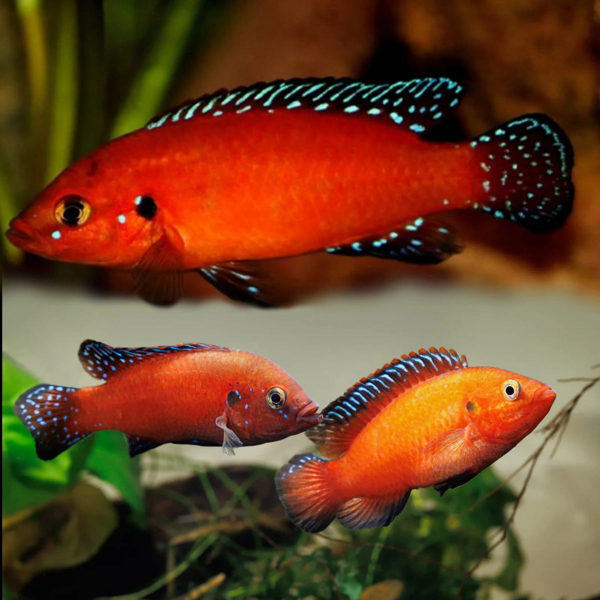 Turkana Jewel Cichlid