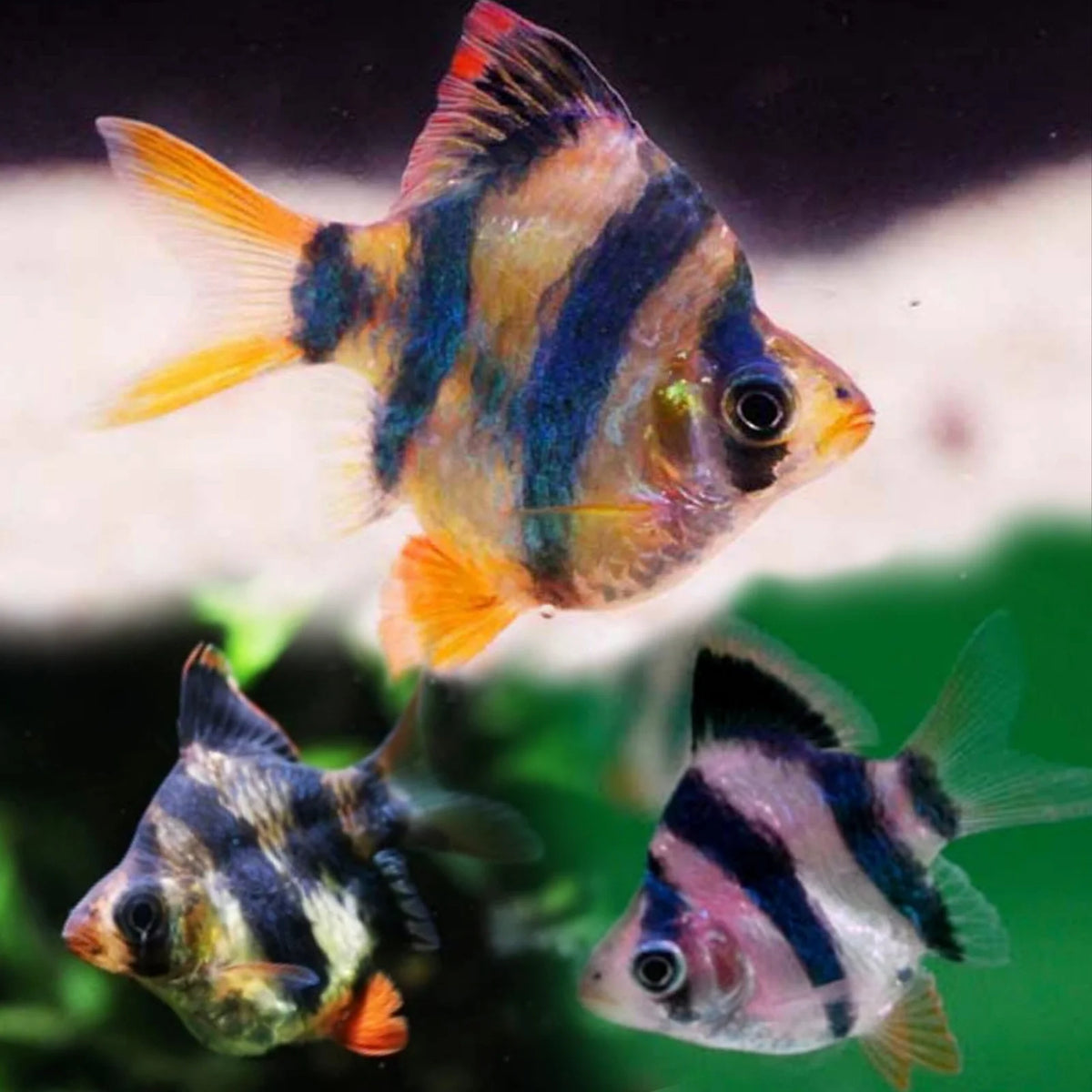 Ballon tiger barb