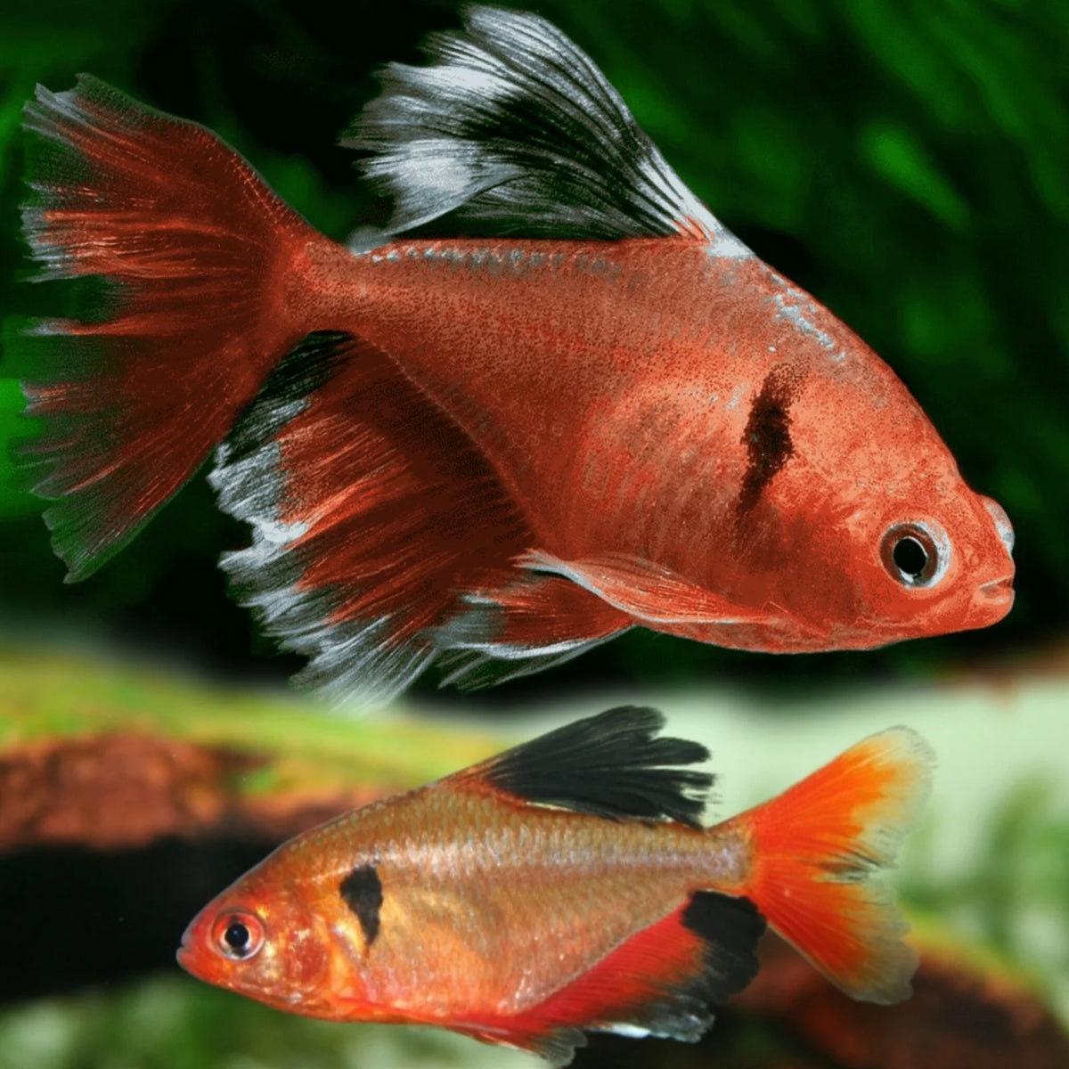 Veltail Serpae Tetra