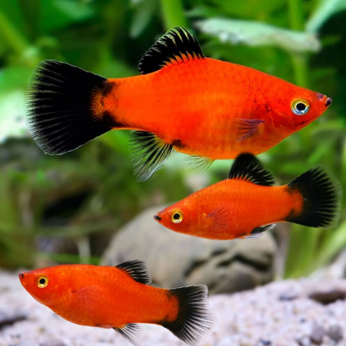 Red Wagtail Platy