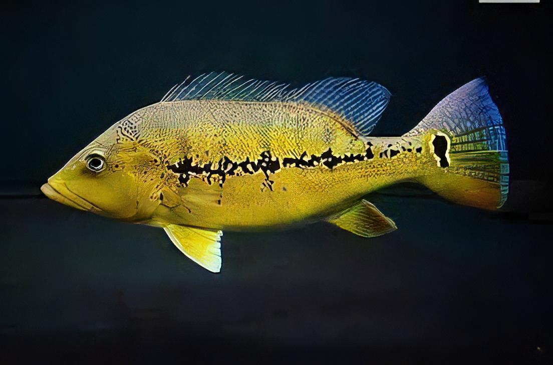 Peacock Bass Pinima