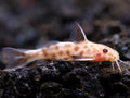 Synodontis Petricola Pink
