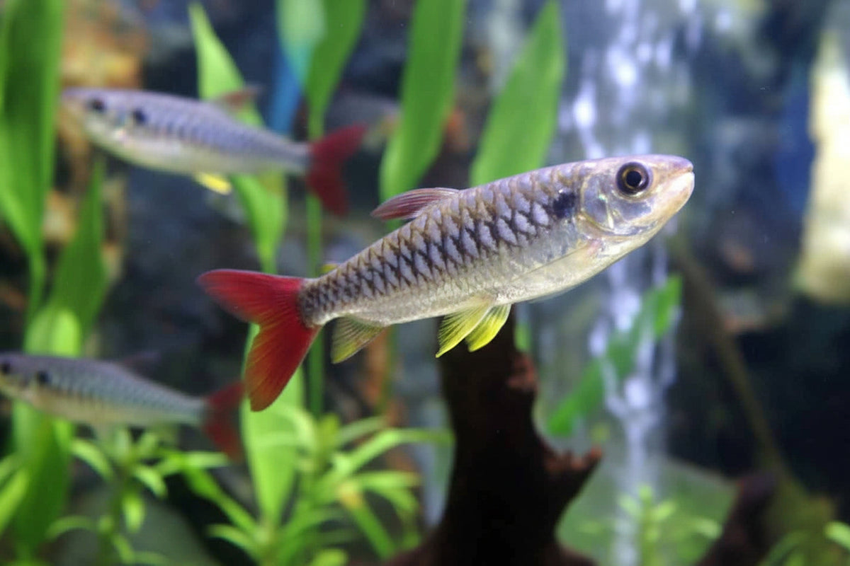 Pinktail Chalceus