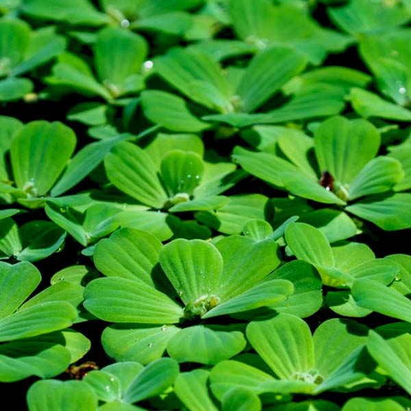 Pistia stratiotes /water cabbage/ water lettuce (1 plant)