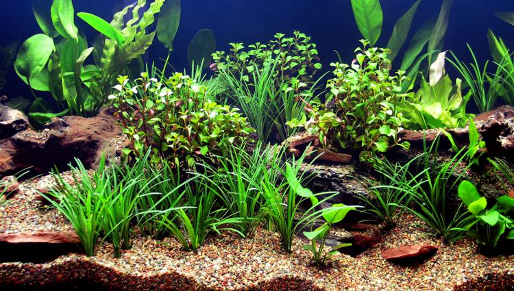 Live plant