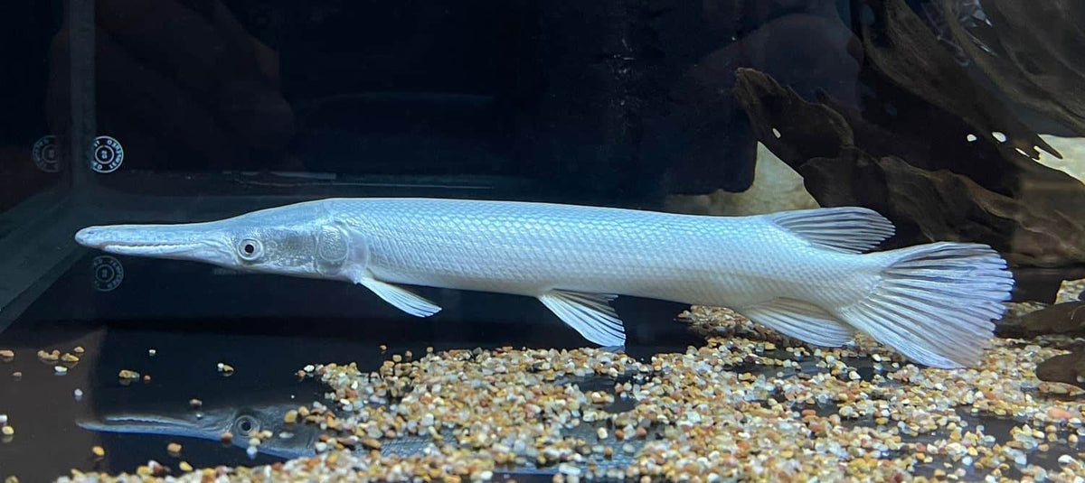 Platinum Gar