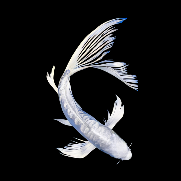 Premium platinum butterfly koi