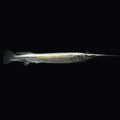 Platinum Halfbeak