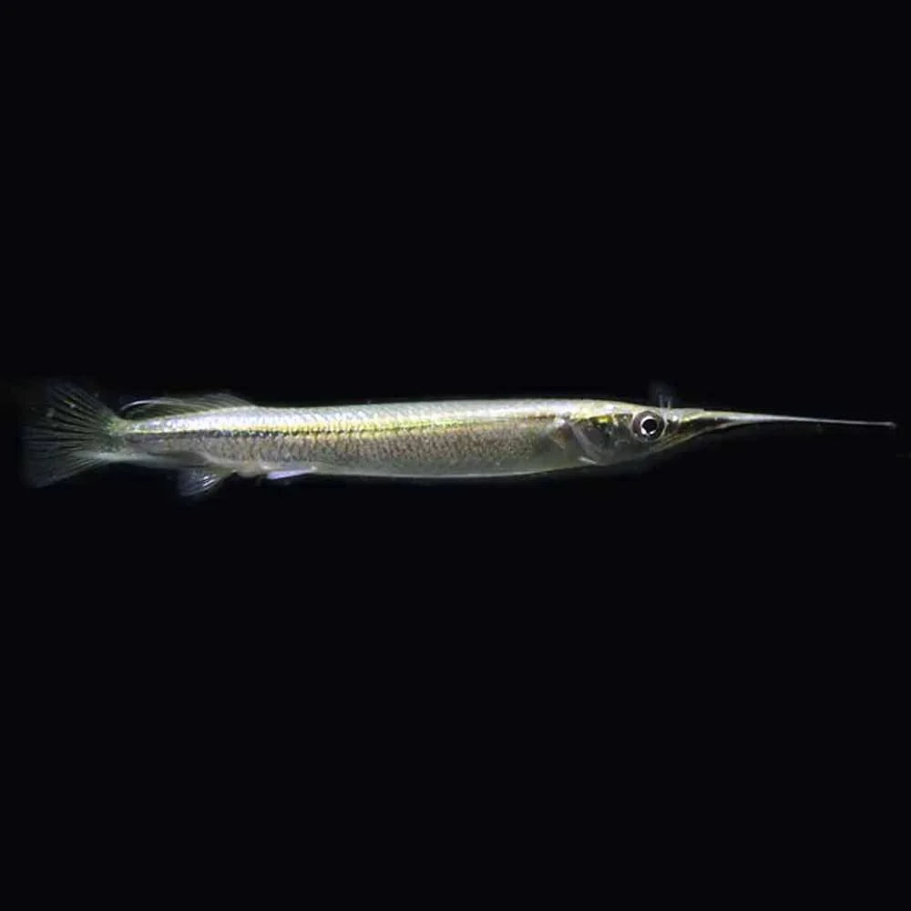 Platinum Halfbeak