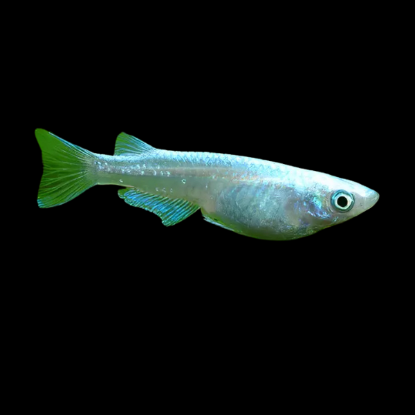 Platinum White Rice Fish