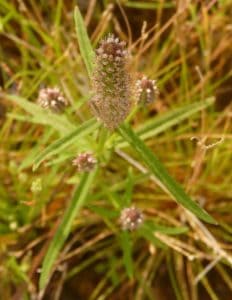 Pogostemon Stellatus: Aquarium Plant Species Profile