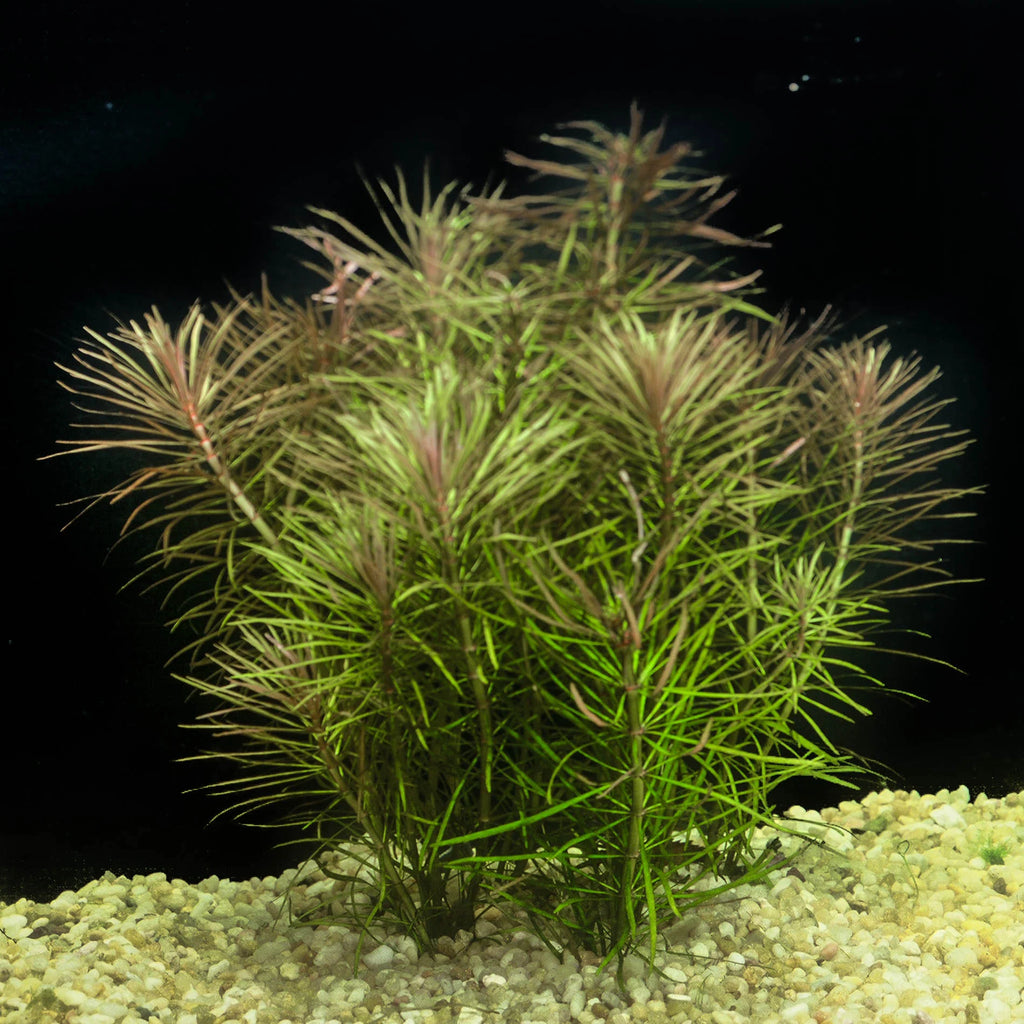Pogostemon Stellatus: Aquarium Plant Species Profile