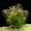 Pogostemon Stellatus: Aquarium Plant Species Profile