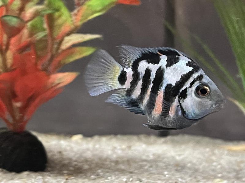 Polar Blue Parrot Cichlid